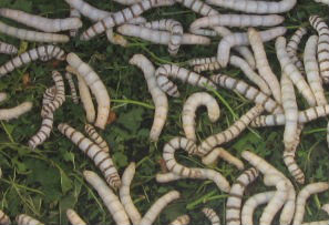 mature larvae silk